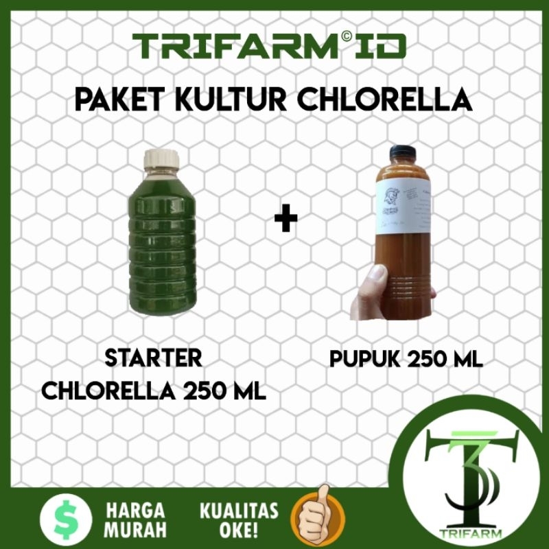 Paket Benih Bibit Starter Chlorella Green Water Air Hijau