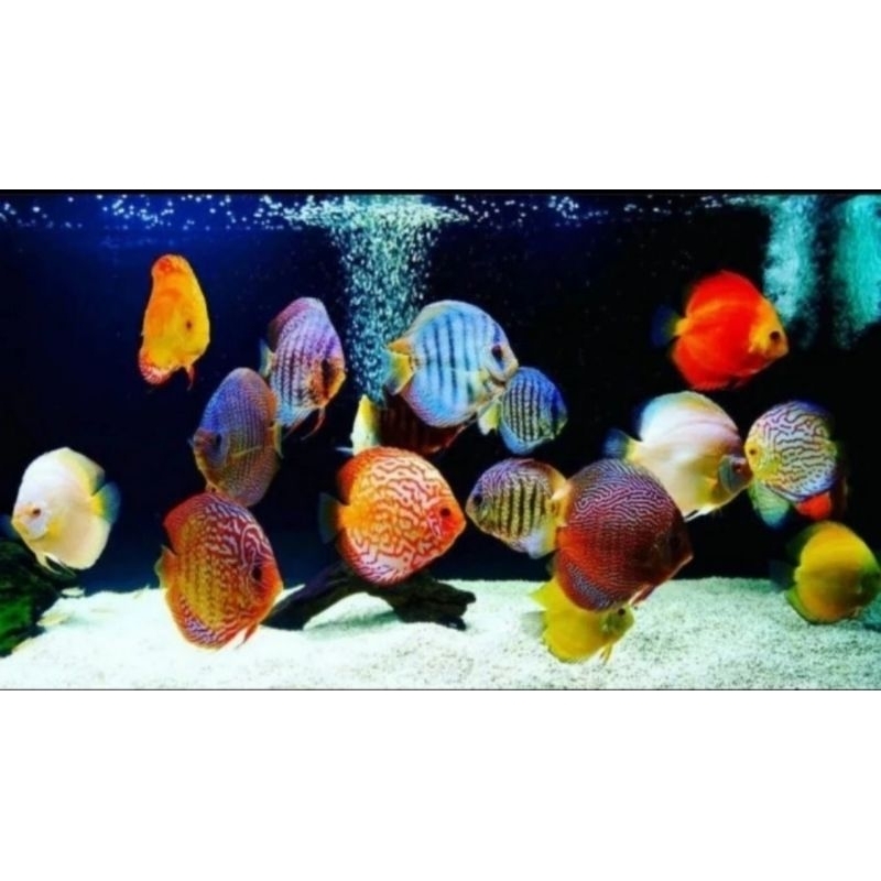 Promo styrofoam Discus Hias Air Tawar size 2,8"-3" / 7ek fre 1ek, (Leopard,LSS, YPG, Pigeon, BC, SM,