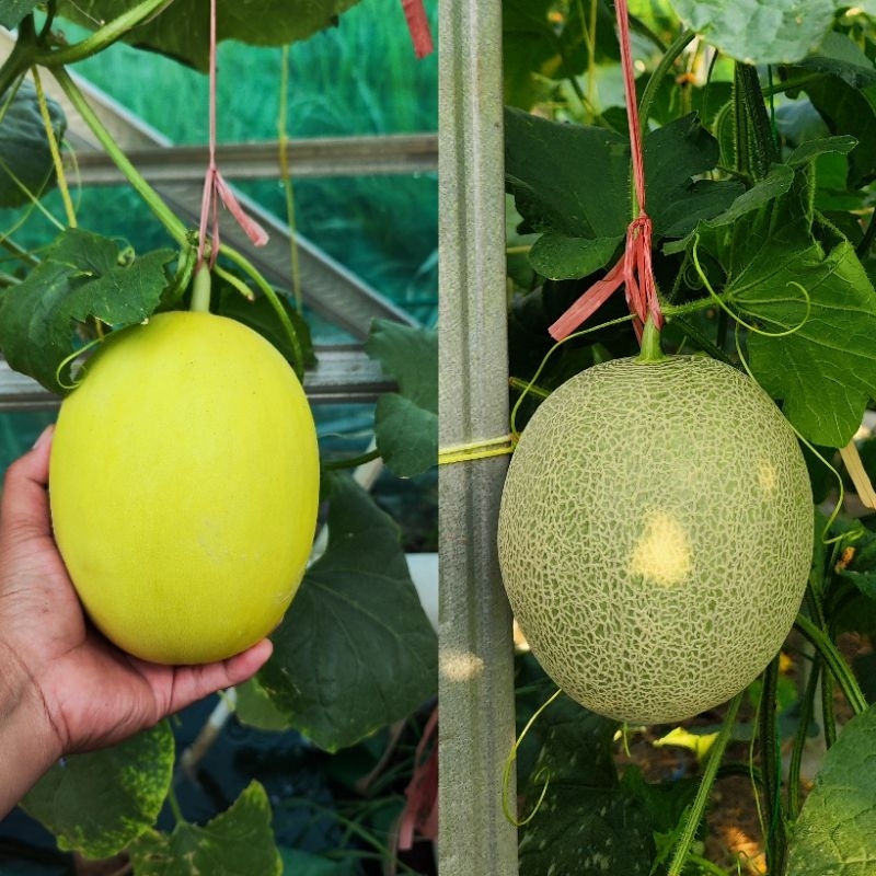 

BUAH MELON GOLDEN & ROCK MELON LESS PESTISIDA Grade supermarket dijamin manis garansi uang kembali jika tidak manis
