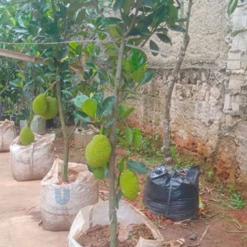 Bibit Nangka Madu J33 Indukan Berbuah ( Packing Peti Kayu )