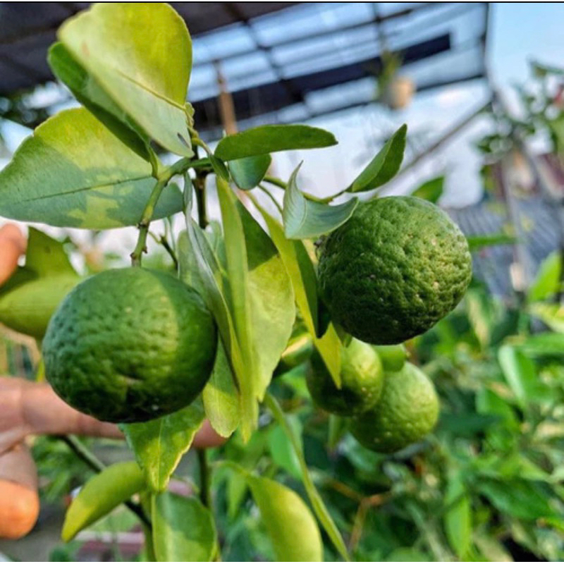 Bibit buah Jeruk Limau, Jeruk sambal sudah berbuah
