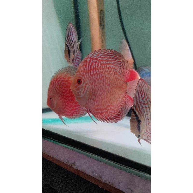 ikan discus 3inch