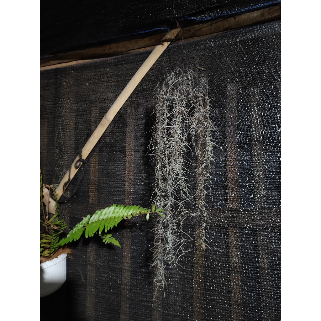 Tanaman hias janggut musa