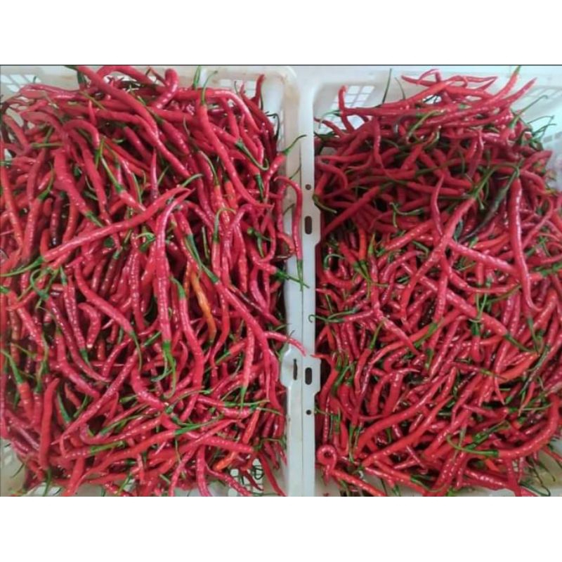 

cabe keriting 500gr