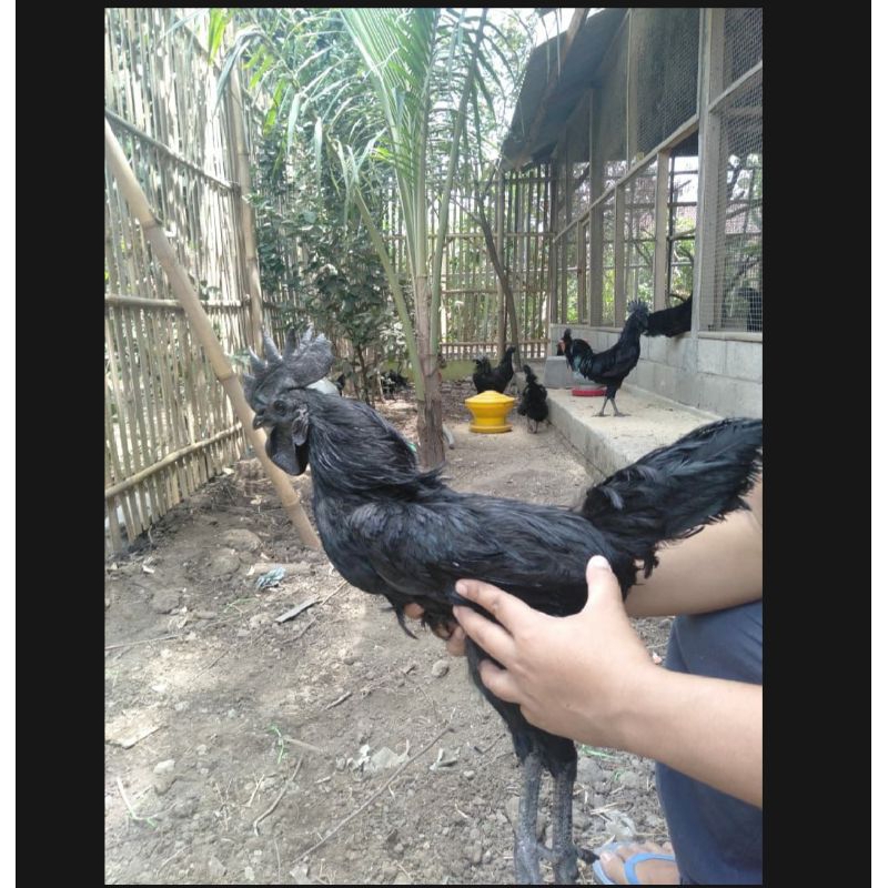 PROMO TELUR AYAM CEMANI LIDAH ABU UNTUK DI TETASKAN