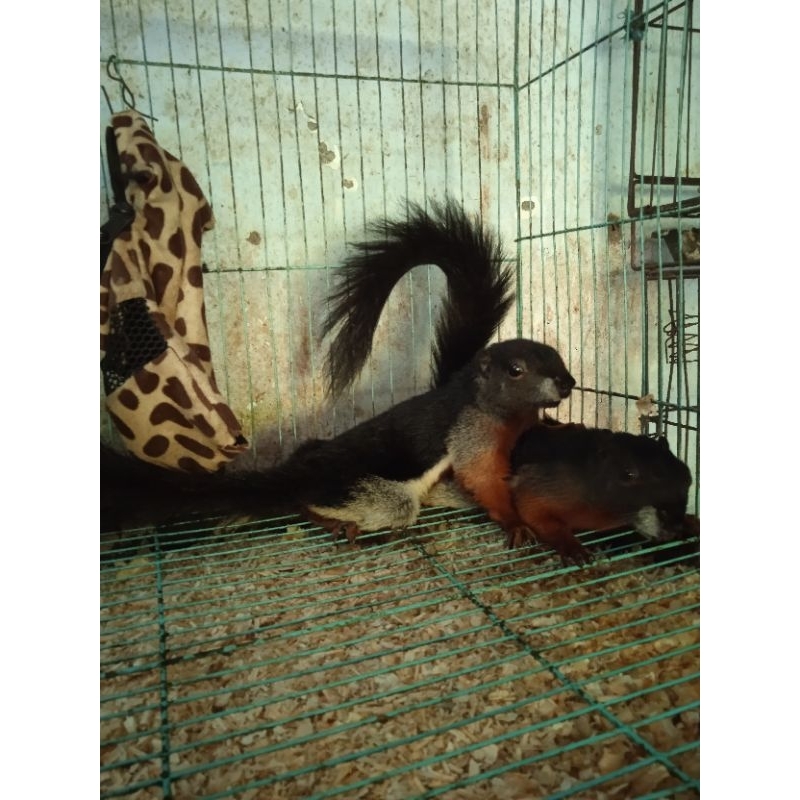 tupai 3 warna jantan besar indukan