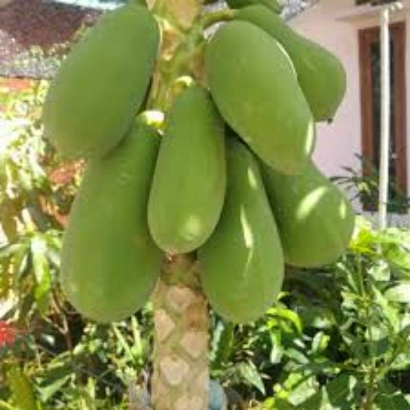 

Buah pepaya muda organik segar utuh