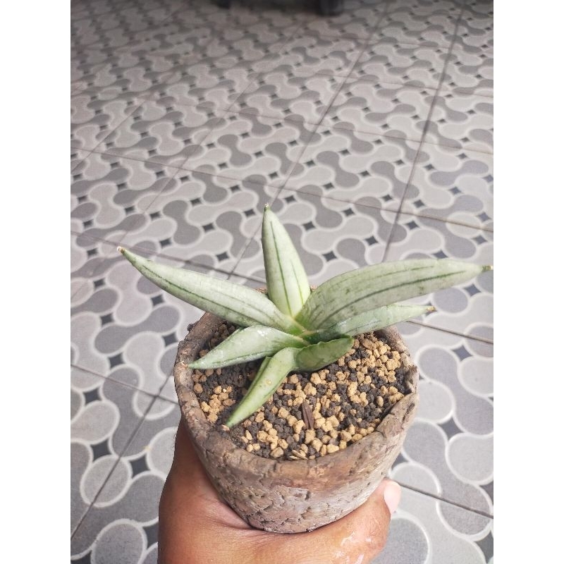 Sansevieria Boncel Platinum Cross