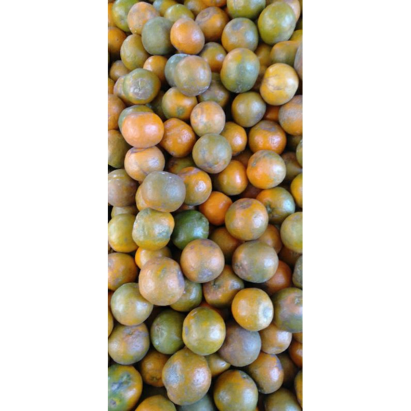

JERUK SIYEM / SIEM / SIAM Manis Segar kilogram