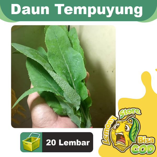 

Daun Tempuyung Segar 20 Lembar