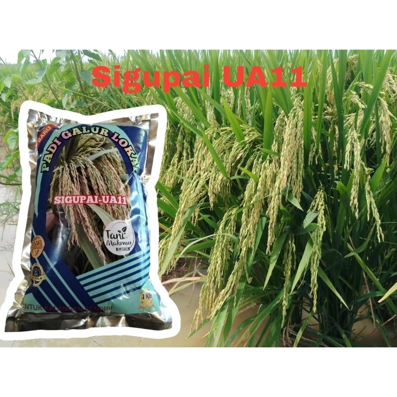 BENIH PADI SIGUPAI UA11 1KG