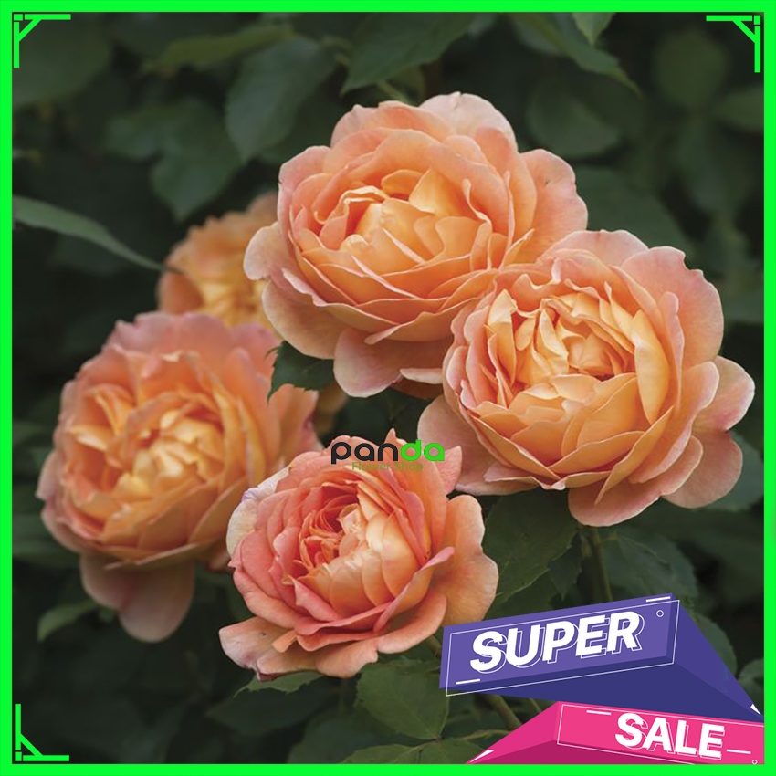 Mawar Import Lady Of Shalott - Mawar Rambat Wangi