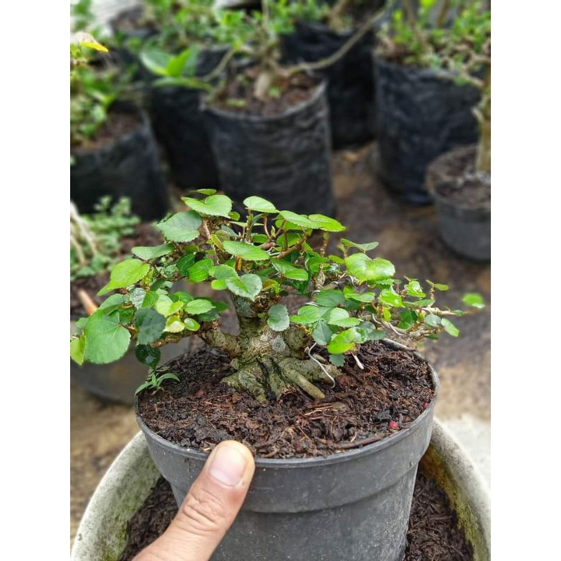 Bahan bonsai waru
