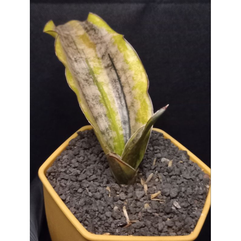 sanseviera kirkii coppertone varigated