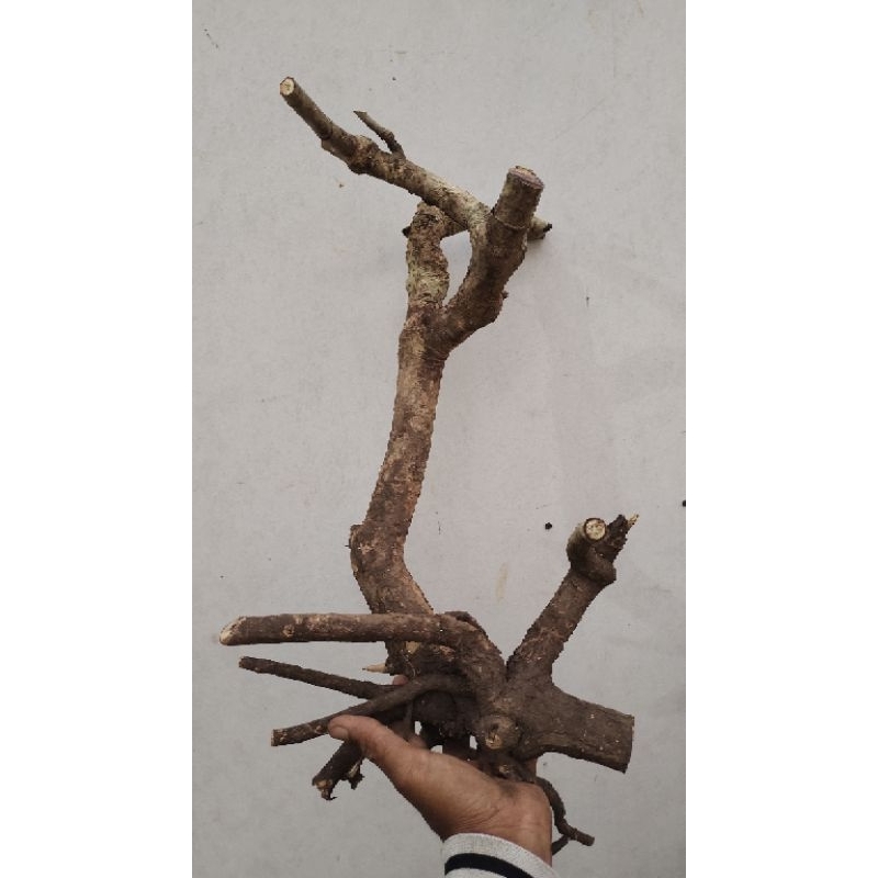 bahan bonsai tanaman Tlogosari realpic sesuai gambar