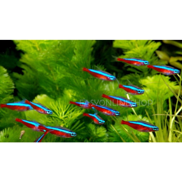 RB Paket Ikan Hias Cardinal Tetra / Ikan Hias Neon Cardinal Tetra Aquascape