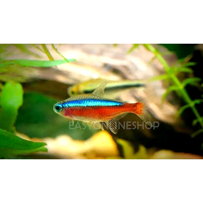 ND3 Paket Ikan Hias Cardinal Tetra / Ikan Hias Neon Cardinal Tetra Aquascape