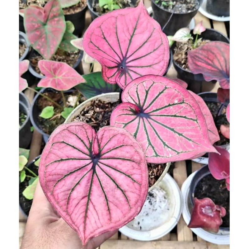 Tanaman Hias Caladium New Hybrid 07 Daun Tanaman Keladi Hias Murah Impor Thailand Import BUKAN bongg