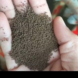 pakan bibit ikan koi