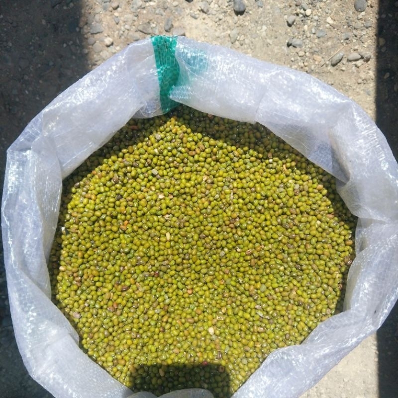 

1KG KACANG HIJAU (LOKAL) MENGKILAP | BERKUALITAS UNTUK BUBUR DLL