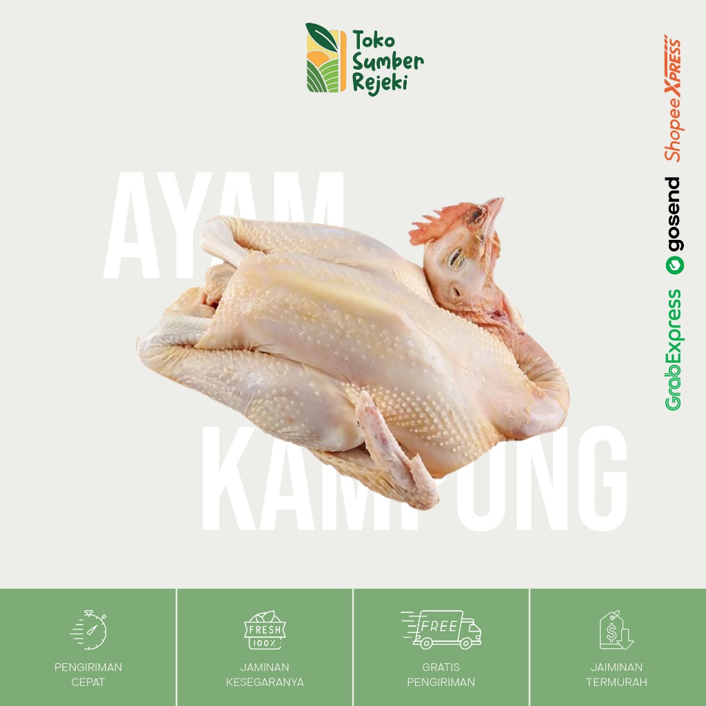 

Ayam Kampung Utuh Segar - Toko Sumber Rejeki Yogyakarta