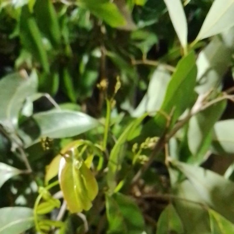 BIBIT LECI MERAH KONDISI BERBUNGA RIMBUN READY