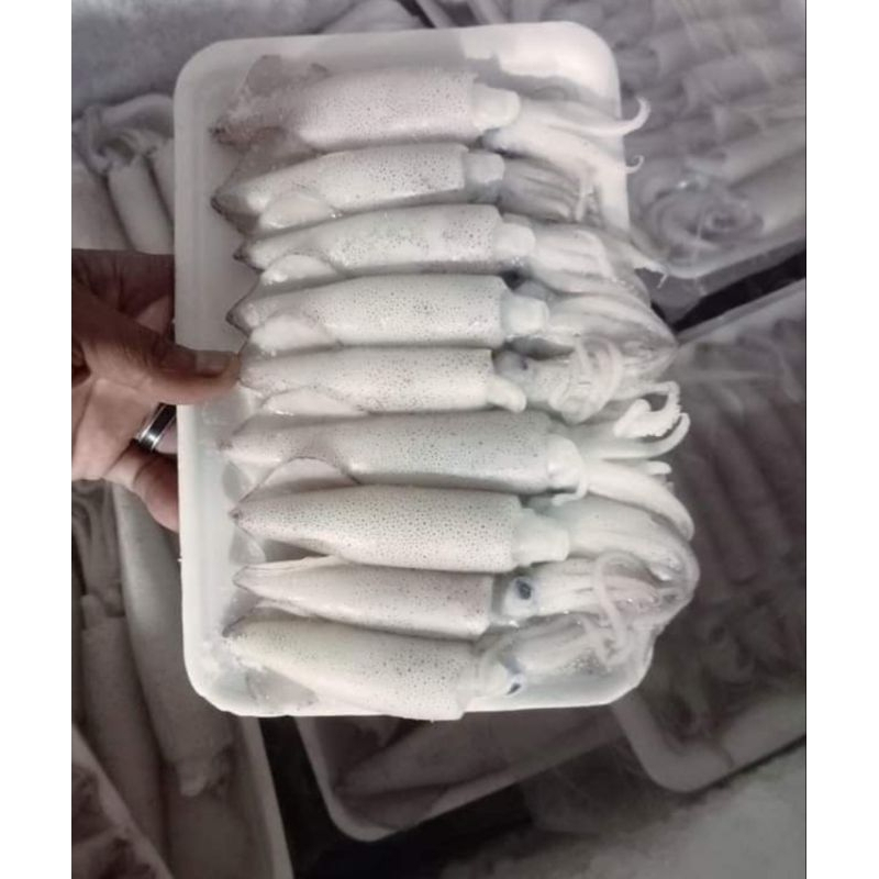

Cumi Frozen Premium - Praktis, Segar, dan Siap Olah,~1kg