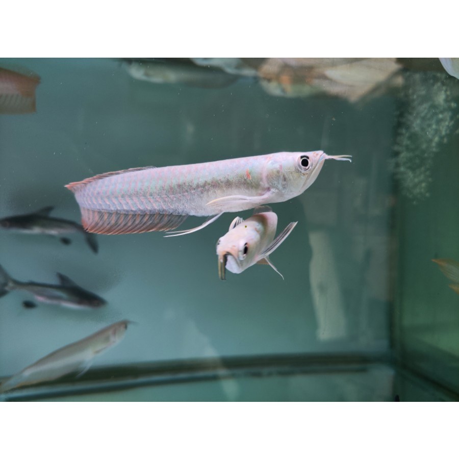 Arowana Silver Red 12 Cm