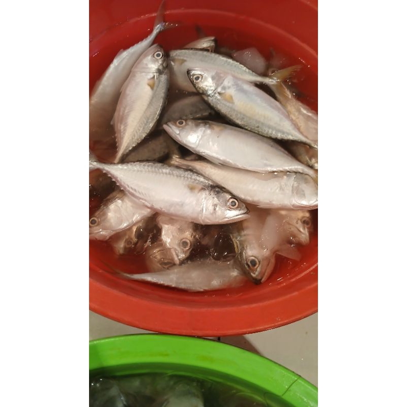 

ikan kembung cewe/kembang bjnar segar 500grm