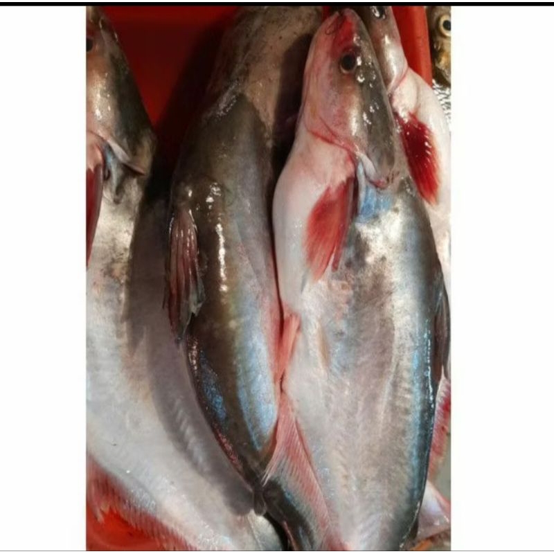 

ikan patin segar 1-1'2 kg