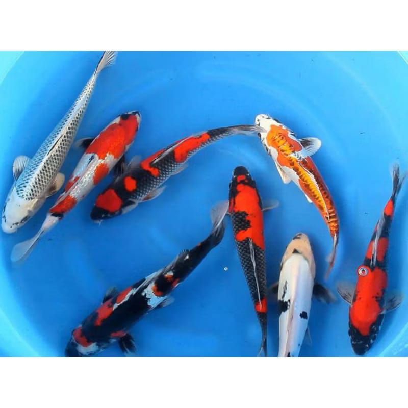 

KOI WARNA CAMPUR (MIX) PAKETAN 4 EKOR Ukuran 15-18Cm