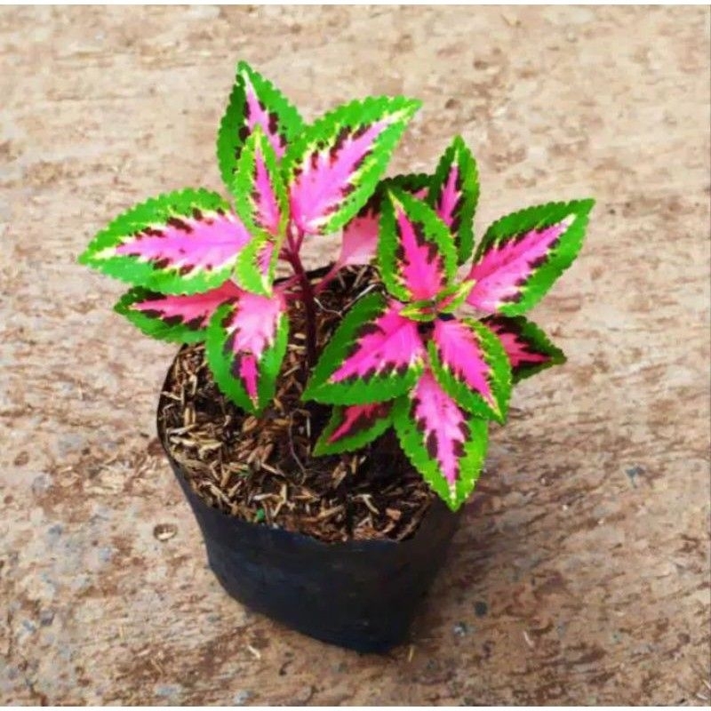 tanaman hias miana batik sudah berakar siap ditanam