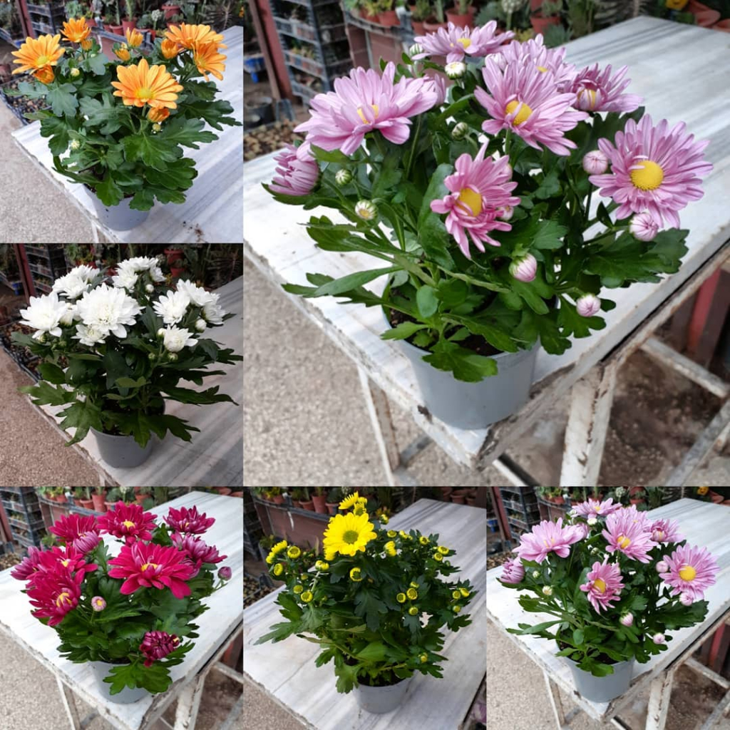 Promo Paket 6 Pohon Tanaman Hias Bunga Krisan Aster Tanaman Bunga Hidup Asli