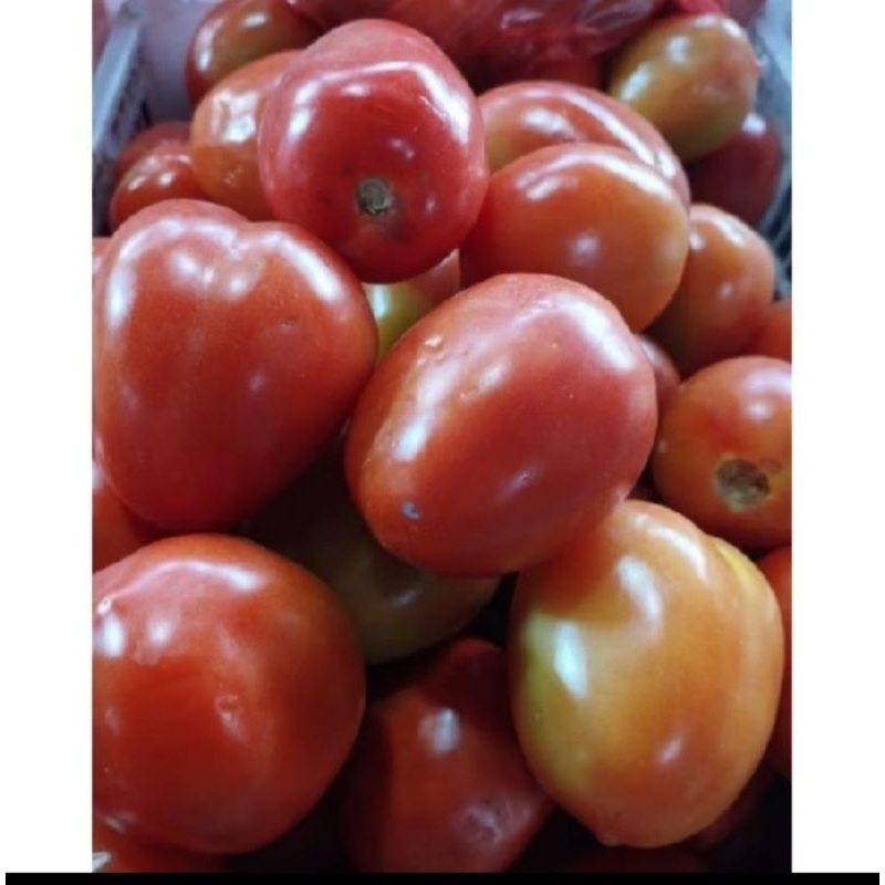 

Tomat Import / Tomat Buah 1kg