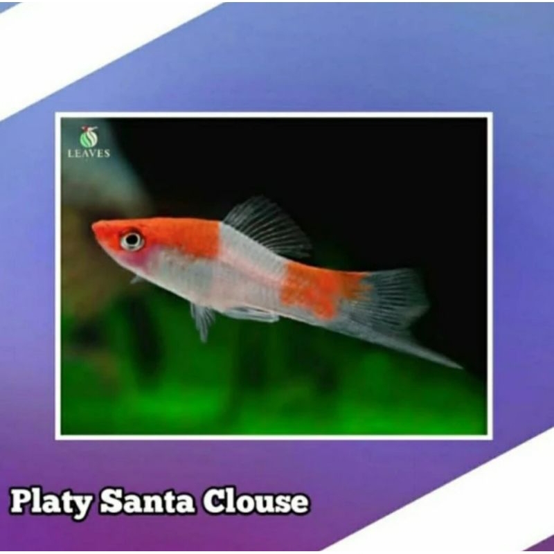 ikan platy santa clause