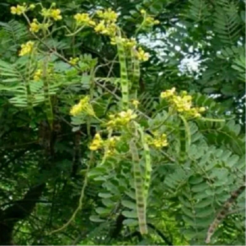 

promo 300gram daun johar herbal alami