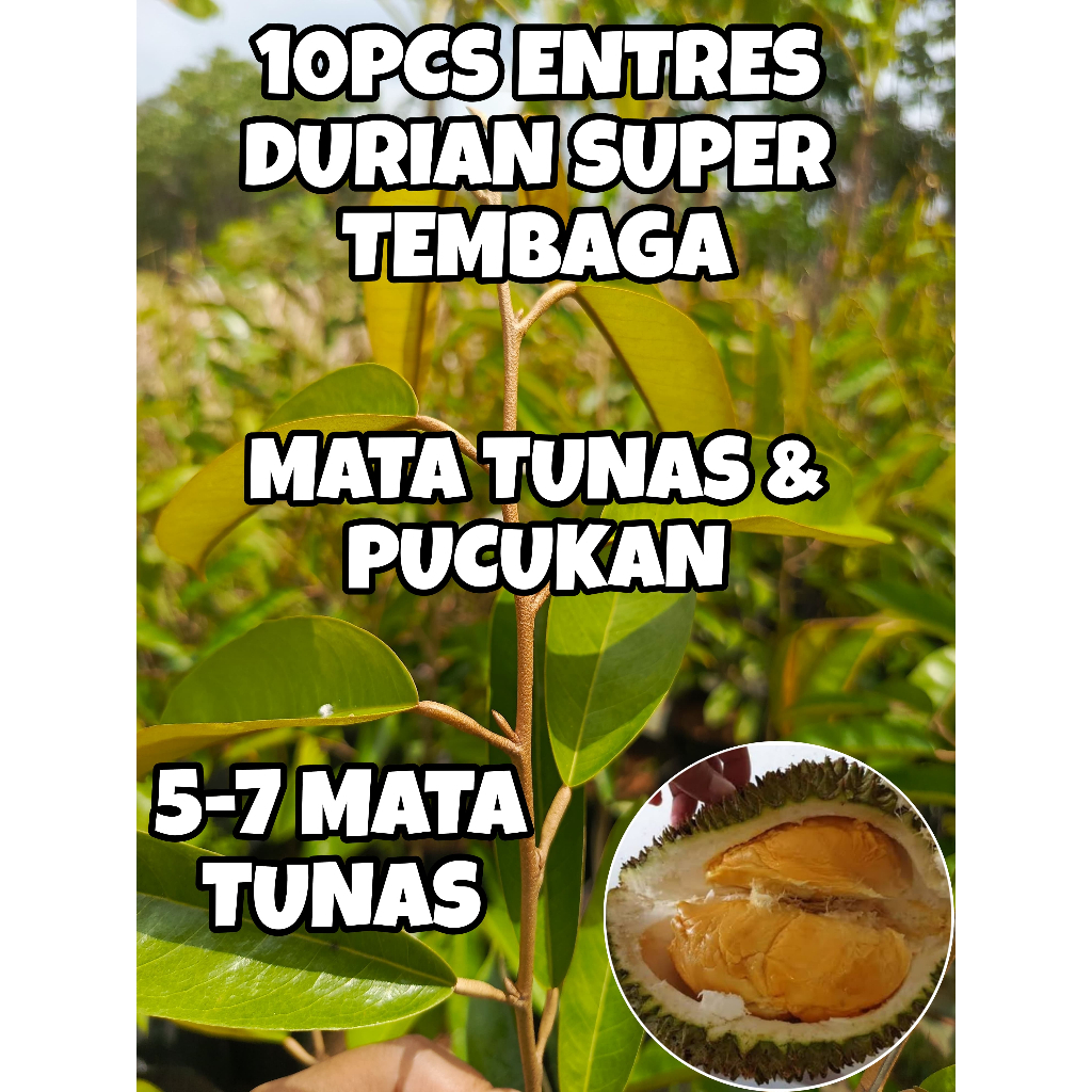 ENTRES DURIAN SUPER TEMBAGA ENTRES DURIAN SUPER MURAH(10PCS)