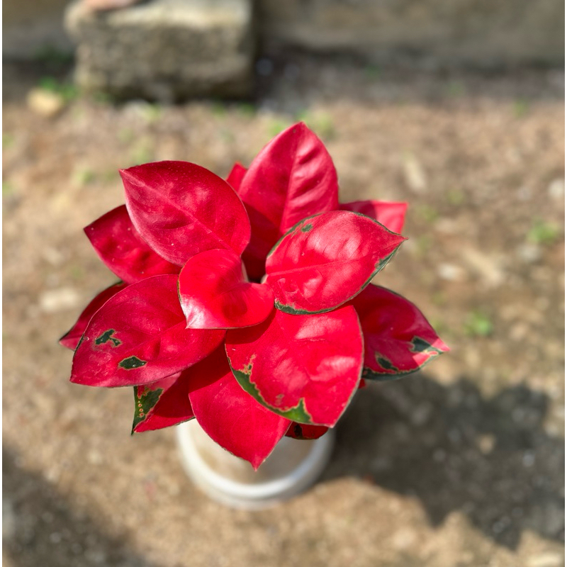 AGLAONEMA suksom jaipong jumbo