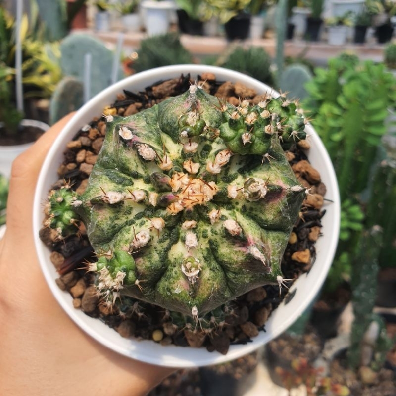 Kaktus Baby Anakan Gymnocalycium Mihanovichii Trex Hybrid Cactus Gymno T-rex Hibrid Silangan Miha Se