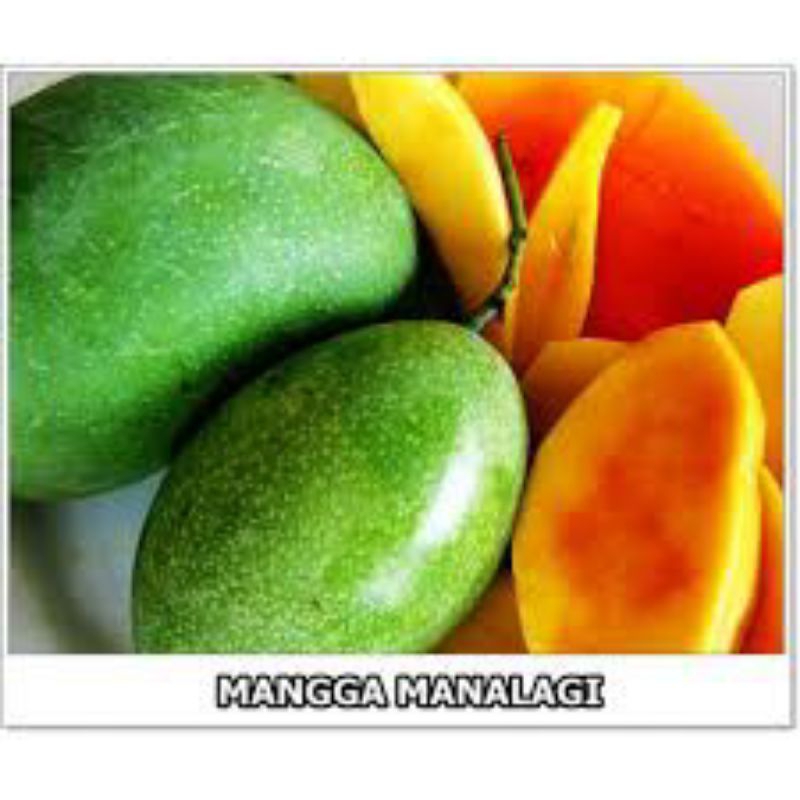 

mangga manalagi manis 1kg