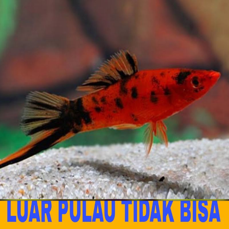 ikan platy sanke bonus pakan bergaransi