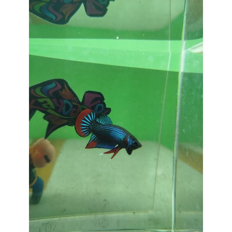 mainanAquascape_WildBetta imbellis_kaydako
