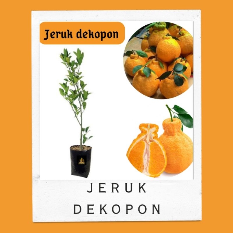 Bibit jeruk dekopon • Bibit jeruk dekopon Bella bibit