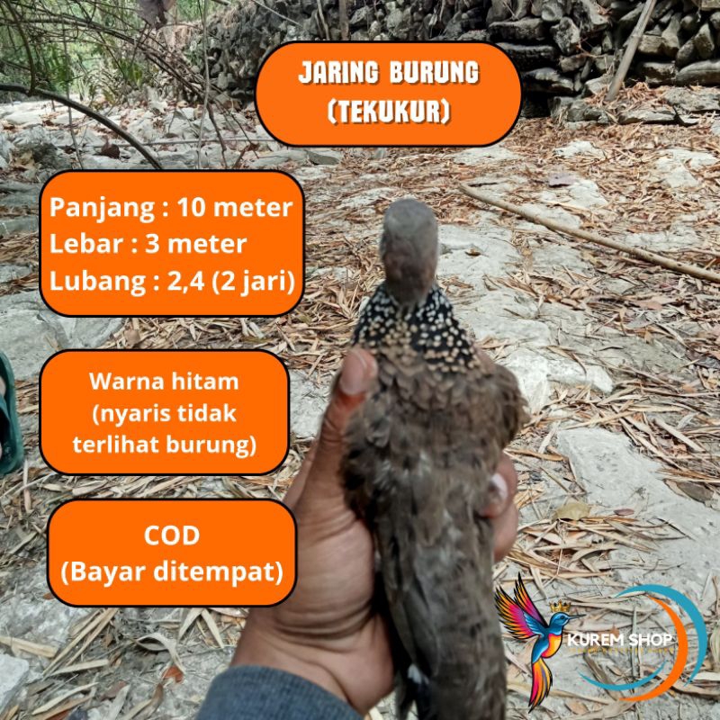 Jaring Burung Tekukur