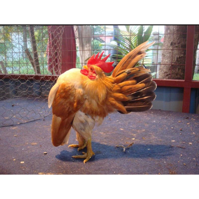 

TELUR AYAM HIAS SERAMA/TELUR FERTIL/TELUR ASLI UNTUK DITETASKAN