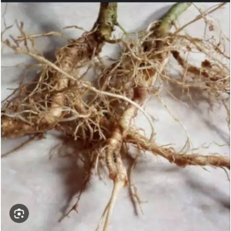 

Akar takokak/ capokak segar banyak khasiatnya dan manfaatnya buat kesehatan di petik langsung bila ada orderan yang masuk 1kg