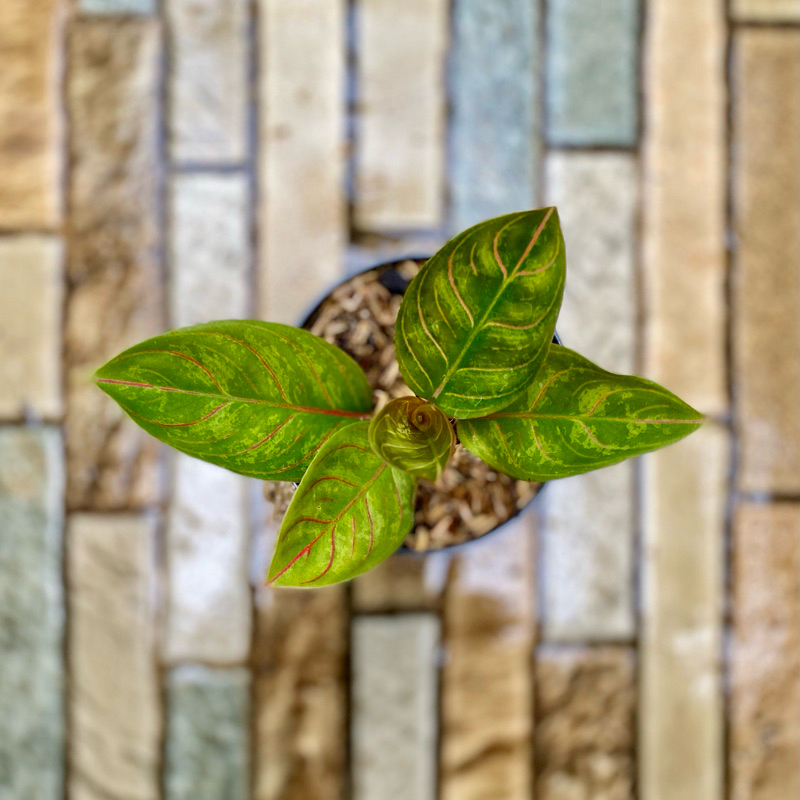 Aglaonema Kresna Black