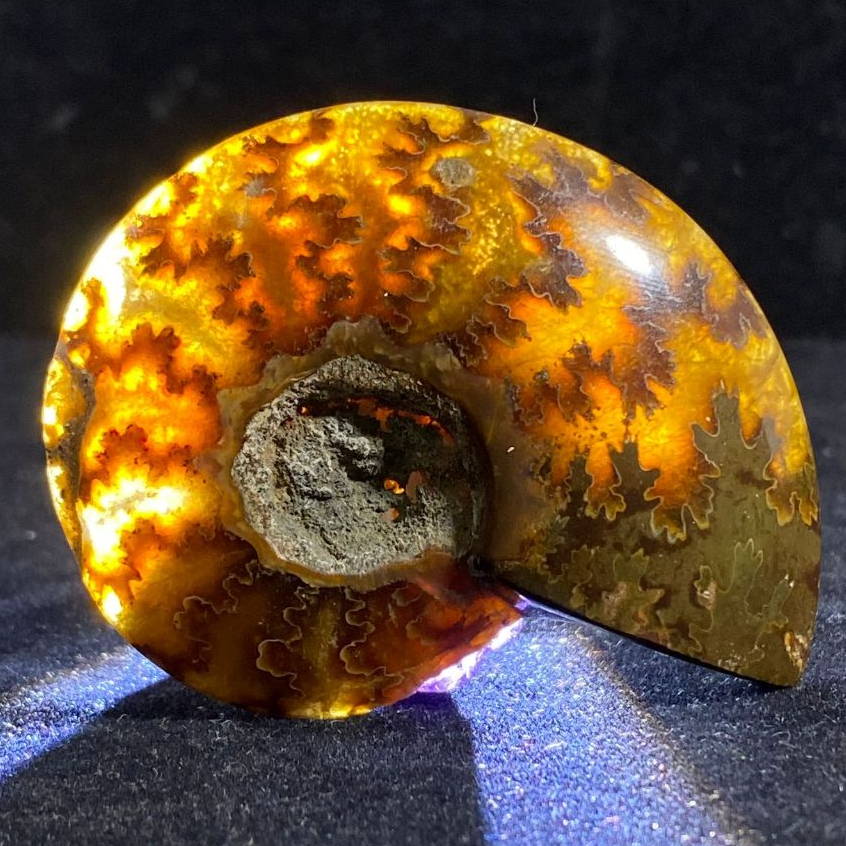 NATURAL Fosil Sutured Ammonite - Gems Collection
