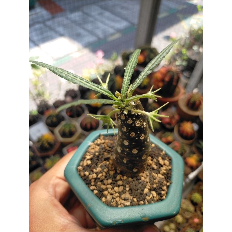 Dorstenia Lancifolia langka