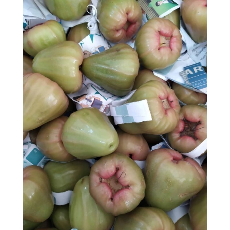 

Jambu Citra Hijau